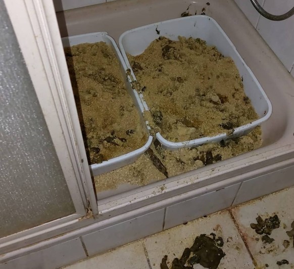 40 Katzen unhygienisch gehalten im Kanton Aargau