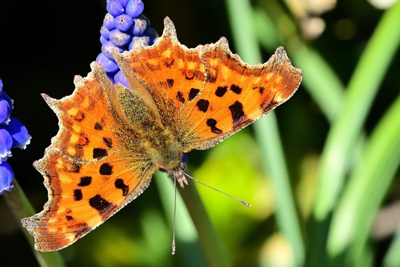cute news animal tier butterfly schmetterling

https://imgur.com/t/aww/tEXRLD3