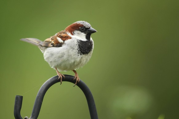 Haussperling Passer domesticus Männchen sitzt auf einem Eisenbügel im Garten, Allgäu, Bayern, Deutschland, Europa *** House Sparrow Passer domesticus Male sits at a iron hanger at Garden, allgaeu, Bav ...