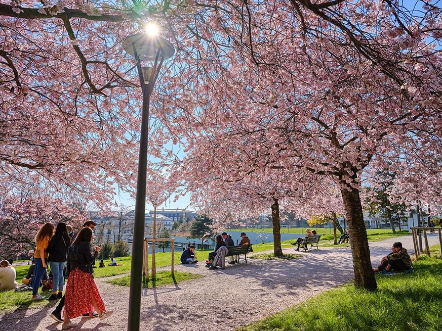 Fleurs printemps Lausanne Rauszeit Kirschblüten Lausanne Parc Olympique