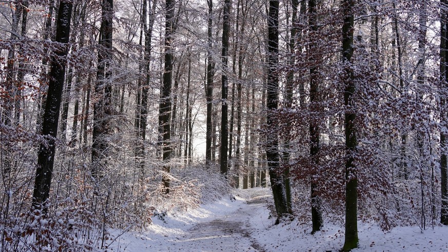 Winterbild von Kurt Sollberger