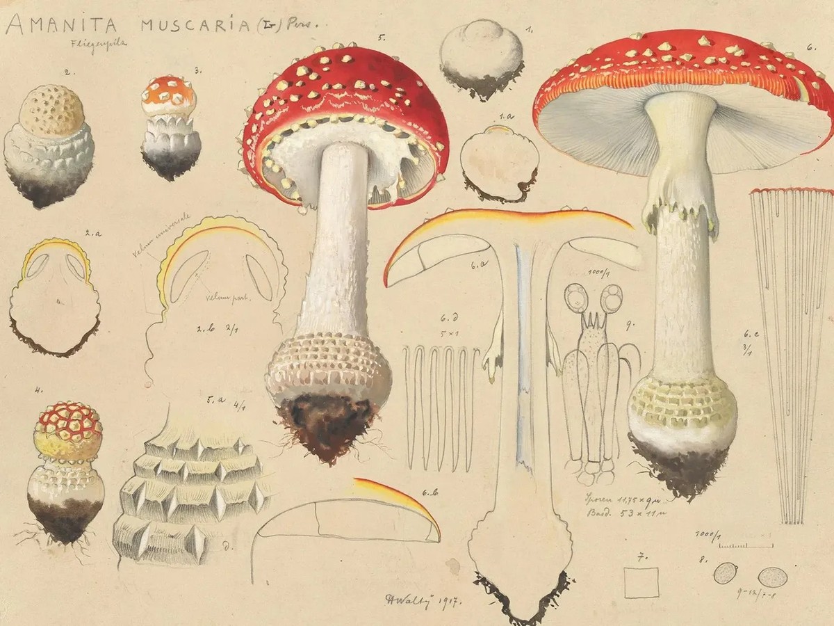 Une amanite tue-mouche, dessinée par l’artiste et chercheur suisse Hans Walty, 1917.
https://commons.wikimedia.org/wiki/File:CH-NB_-_Pilztafelwerk_-_GS-WALTY-A-1-154.tif?page=1