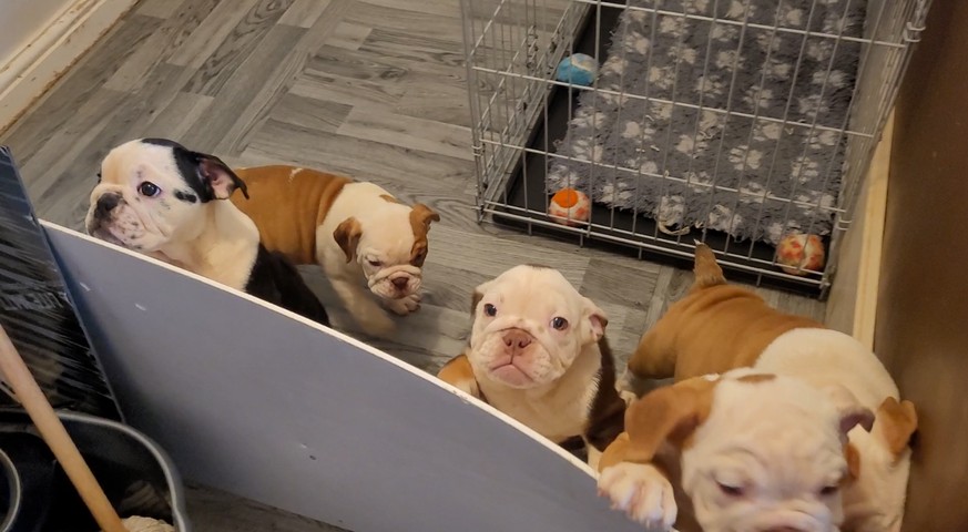 American-Bulldog-Welpen eines nicht registrierten Züchters werden potenziellen Käufern in einer heruntergekommenen Wohnung in einem britischen Wohngebiet gezeigt.