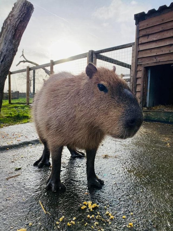 cute news animal tier capybara

https://www.reddit.com/r/capybara/comments/rrb62c/his_name_is_fred/