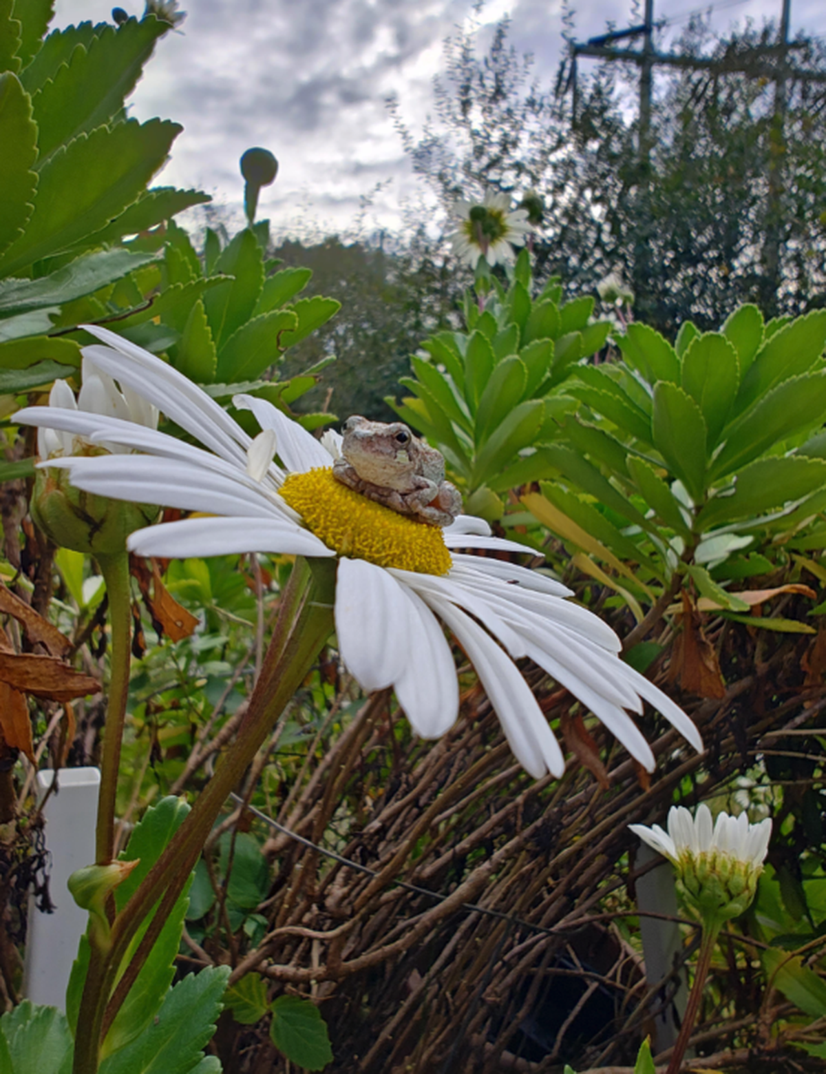 Laubfrosch auf Blume

https://i.redd.it/z4a49hd0vjth1.jpeg