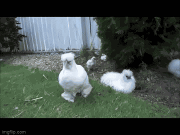 Animiertes GIF