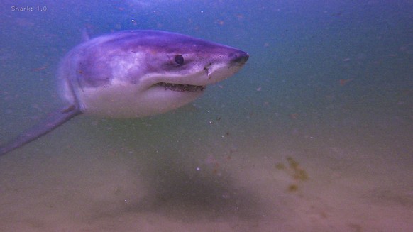 This undated photo provided by Atlantic White Shark Conservancy shows Great White Shark Scooby. The Atlantic White Shark Conservancy, the organization that tracks the white shark population in the wat ...