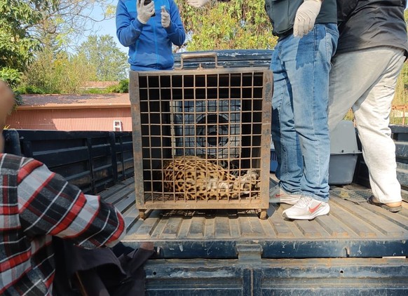 Leopard Schweizer Botschaft Nepal