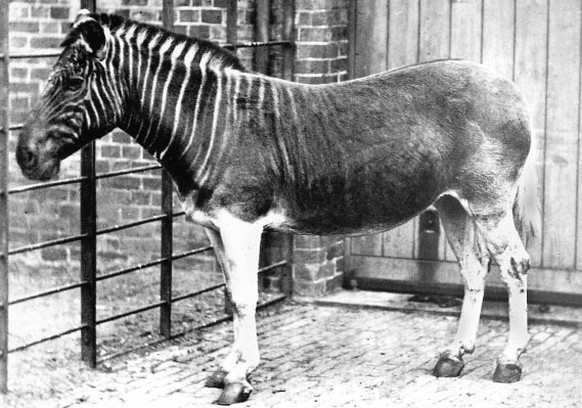 Quagga (Equus quagga quagga) im Londoner Zoo, um 1870

https://www.biodiversitylibrary.org/page/28201475/#page/209/mode/1up