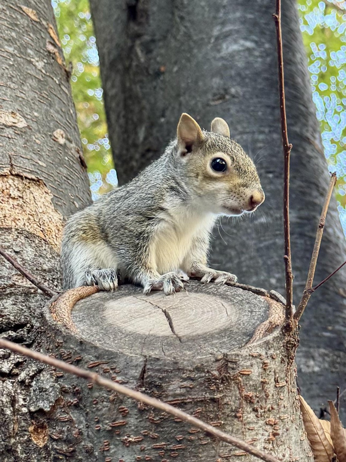cute news tier eichhörnchen

https://www.reddit.com/r/squirrels/comments/1gw40ge/i_named_him_gene_parmesan/