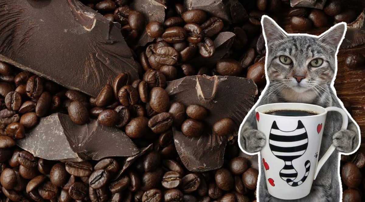 En quantité raisonnable, le café et le chocolat noirs seraient bénéfiques pour la santé. Mais nous n'avons pas tous la même propension à apprécier leur amertume.