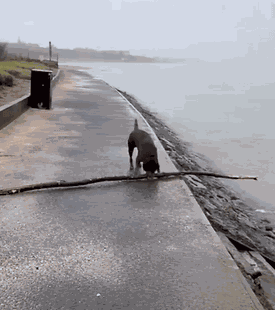 Animiertes GIF
