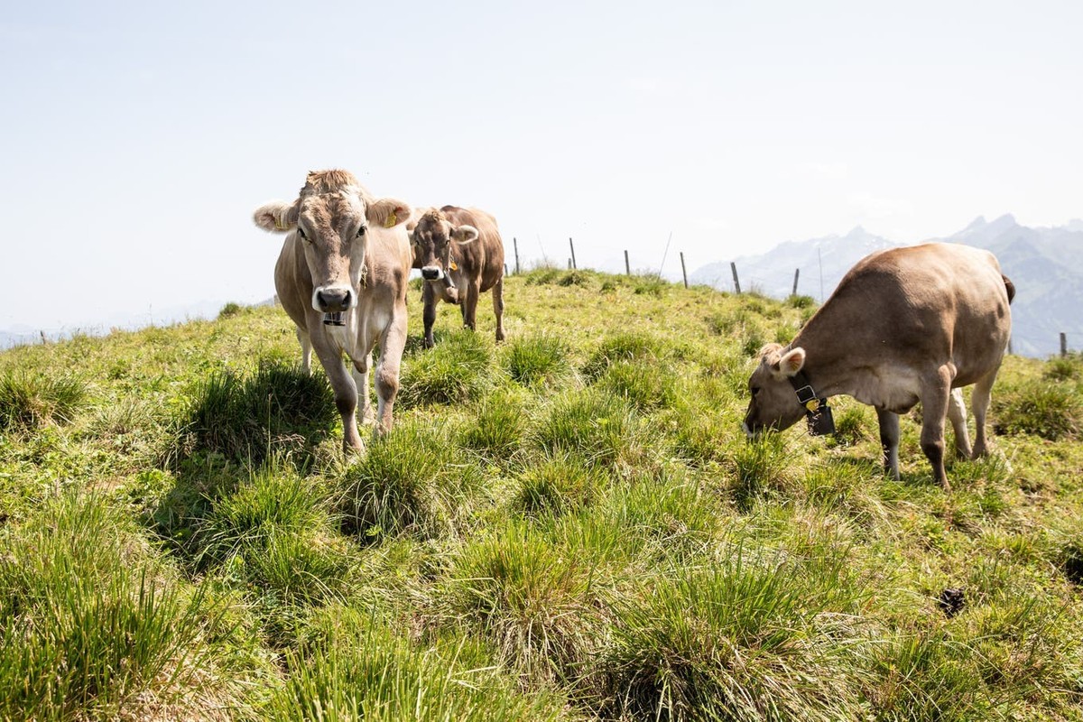 Diesen Sommer dürften sie keinen Durst leiden: Kühe auf einer Alp in Niederbauen NW.
