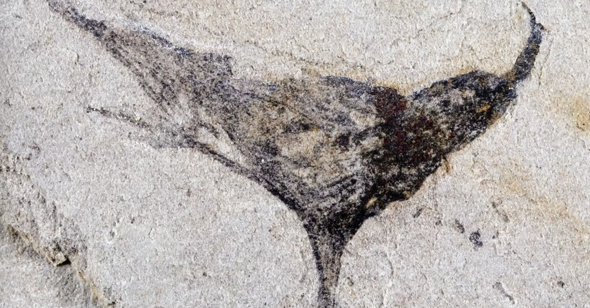 Uralte Fossilien verschieben Ursprung des Tierlebens
