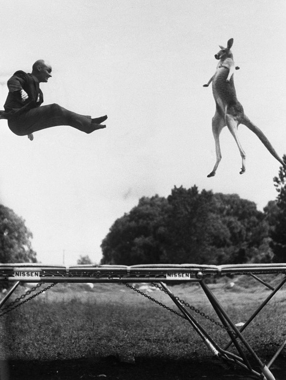 Ein Werbespot zeigt George Nissen beim Trampolinspringen mit Victoria, einem Roten Riesenkänguru, Central Park, New York, 1960.