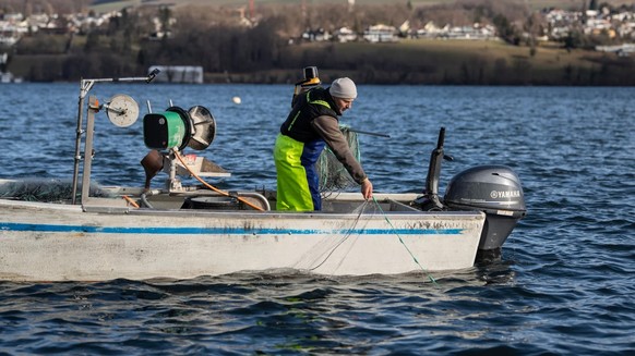 Noch ist nicht bekannt, ob auch Fische im Hallwilersee zu hohe PFAS-Werte aufweisen.