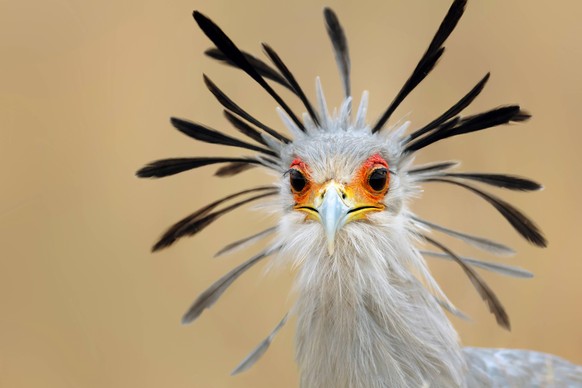 Close-up portrait of a secretary bird - Sagittarius serpentarius Copyright: xJohanxSwanepoelx/xDesignxPicsx , 30686932 PUBLICATIONxINxGERxSUIxAUTxONLY Copyright: JohanxSwanepoelx/xDesignxPics 30686932