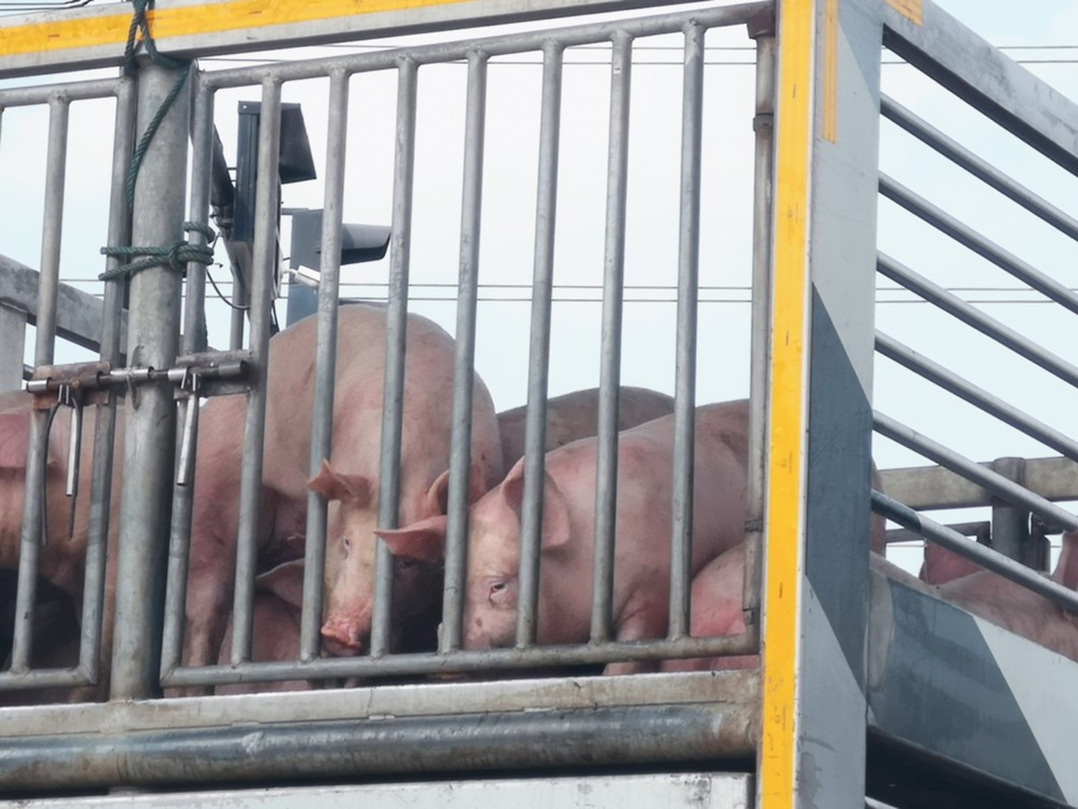 Tiertransport, Schweinetransport