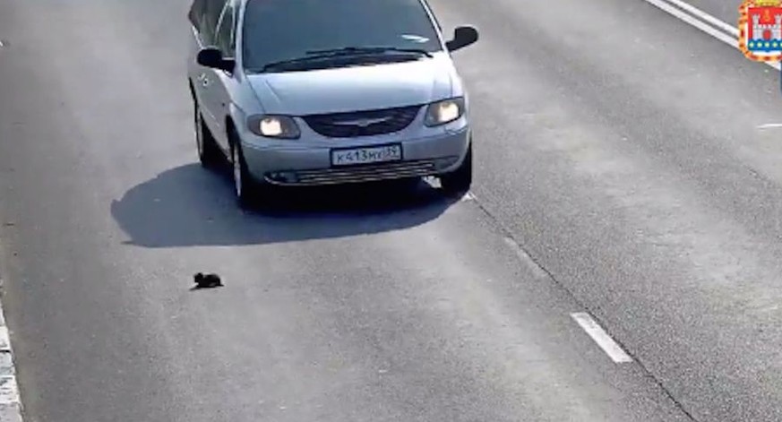 Held setzt sein Leben aufs Spiel, um kleines Kätzchen von der Autobahn zu retten
