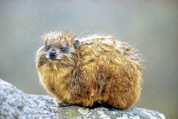 cute news tier schliefer hyrax