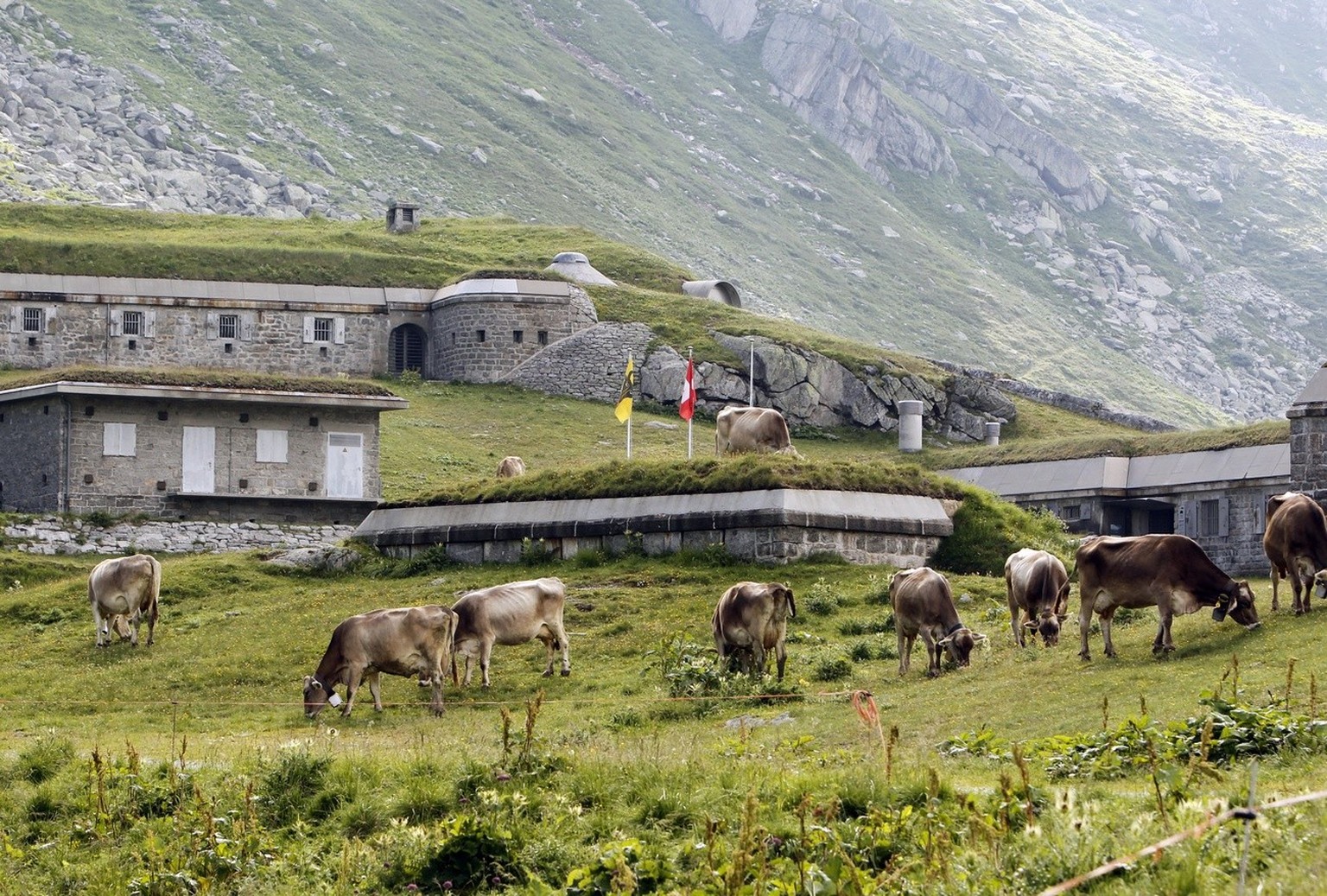 Cows graze next to a former army bunker, the present-day museum at the &quot;Ospizio San Gottardo&quot; hospice on the Gotthard Pass, which connects the canton of Ticino with the canton of Uri, Switze ...
