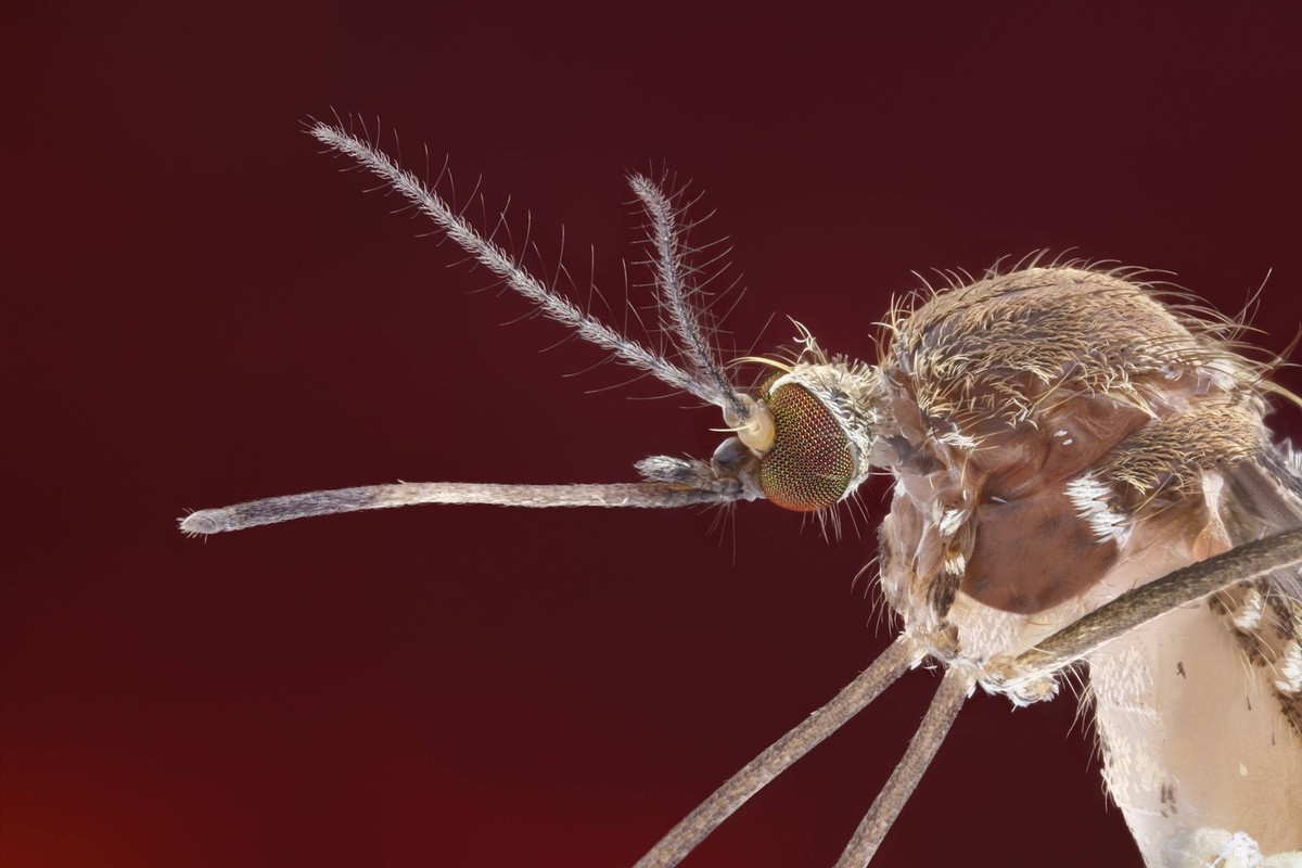 Seitliche Ansicht einer Stechm�cke Culex pipiens mit ausgestrecktem Stechr�ssel Lateral view of a mosquito Culex pipiens with outstretched proboscis PUBLICATIONxINxGERxSUIxAUTxHUNxONLY 333CBFBF