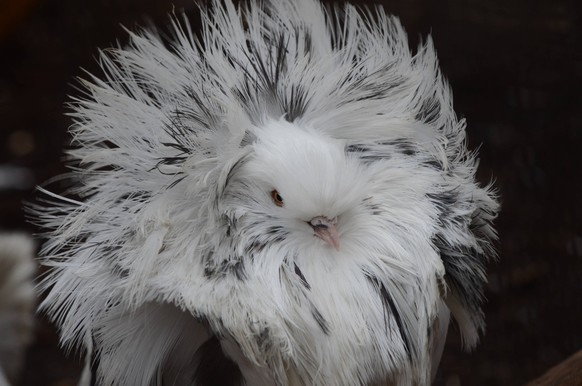 Jan. 4, 2016 - Madrid, Madrid, Spain - A Jacobin pigeon pictured with its feathered hood agitated by wind at Madrid zoo, where the strong gusts of wind reached 70 kilometres an hour during the afterno ...
