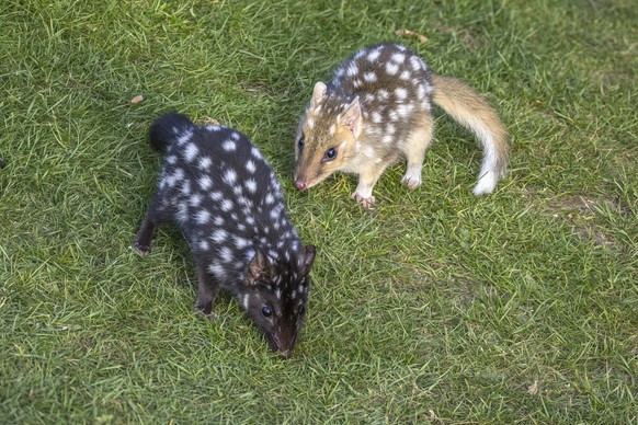 tüpfelbeutelmarder