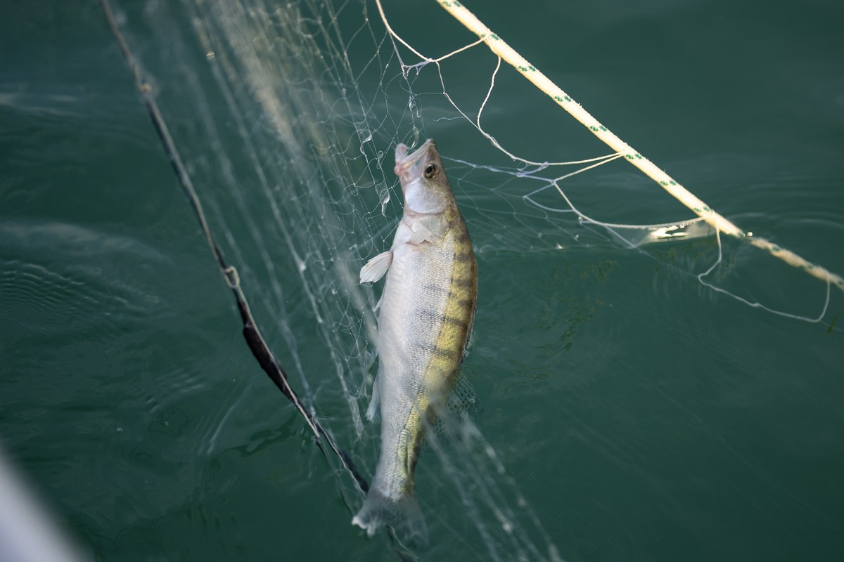 Ein Zander haengt im Netz am Dienstag, 4. August 2026 auf dem Bodensee zwischen Landschlacht und Konstanz (DE). Die familiengefuehrte Fischerei Leuch fischt auf dem Bodensee nach Egli (Flussbarsch), F ...
