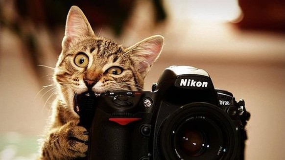 Katze mit Fotoapparat 

https://www.pinterest.com/pin/360076932678990381/