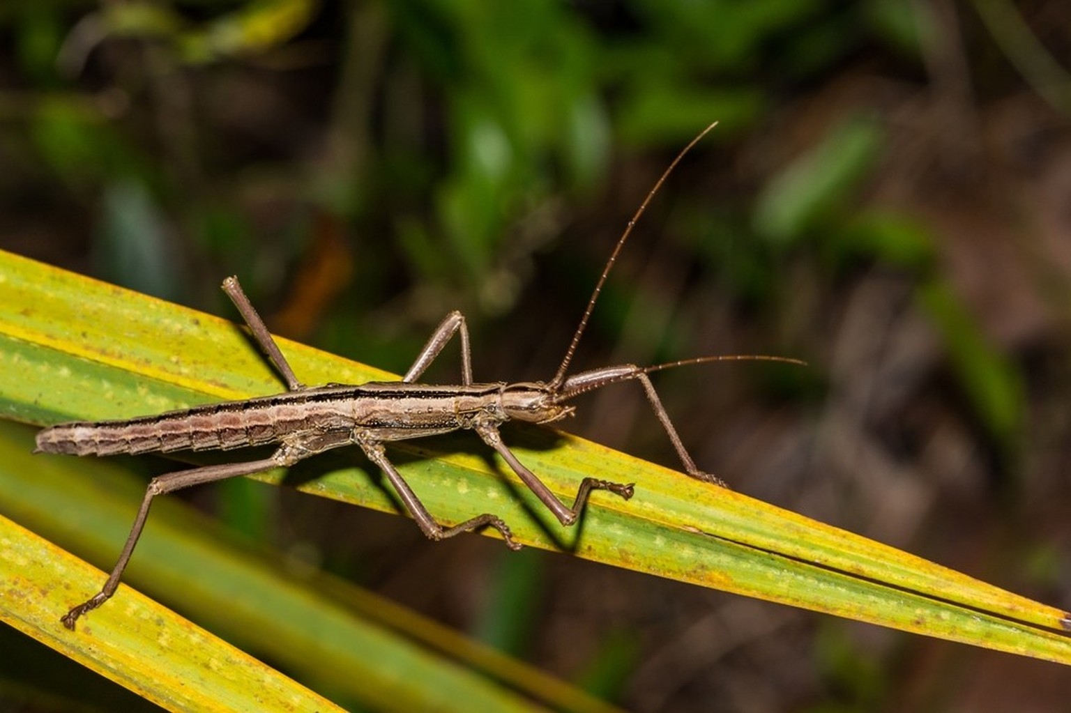 Streifen-Stabheuschrecke (Anisomorpha buprestoides)