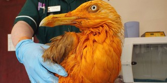BREAKING NEWS: Möwe fällt in Curry-Topf; wird orange