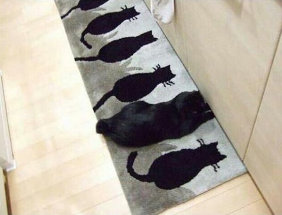 Schwarze Katze Teppich/Mobiliar getarnt 

https://www.pinterest.com/pin/325174035579028811/