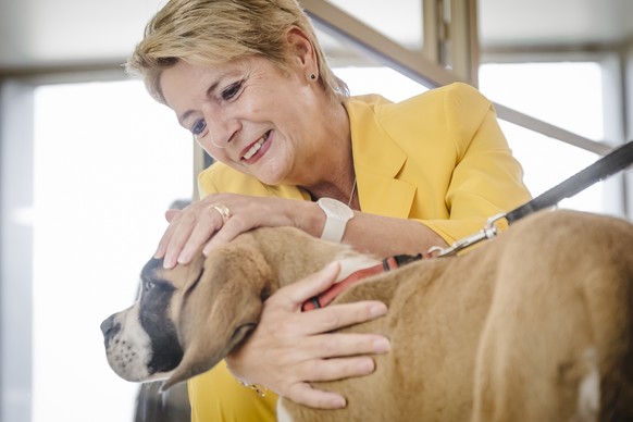 La Presidente de la confederation suisse, Karin Keller-Sutter, carresse le chiot Saint-Bernard Xcell lors d&#039;une visite du nouveau parc thematique Barryland, le jeudi 14 aout 2025 a Martigny. Le m ...