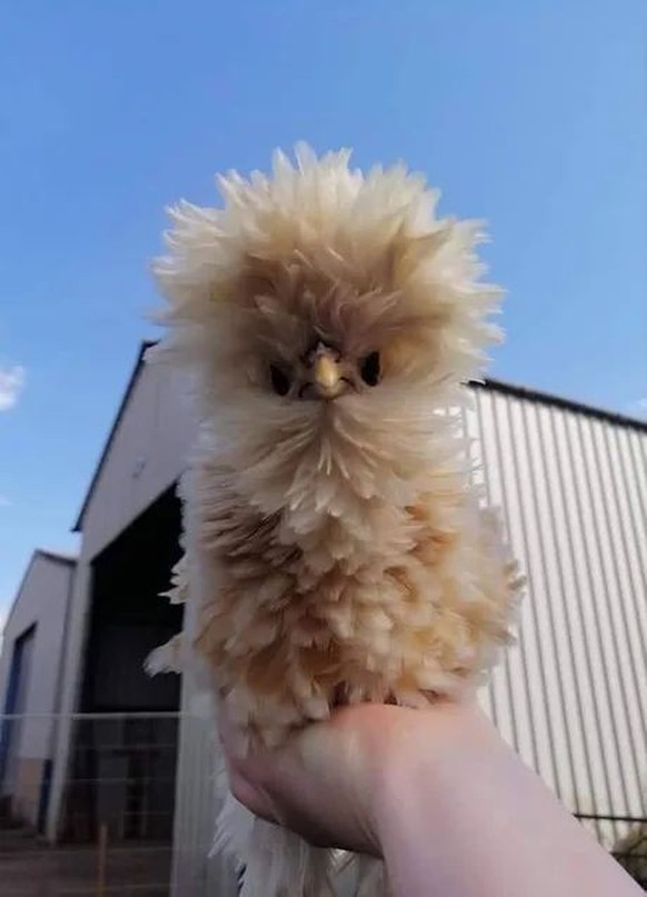 cute news tier huhn

https://ch.pinterest.com/pin/703756188160978/