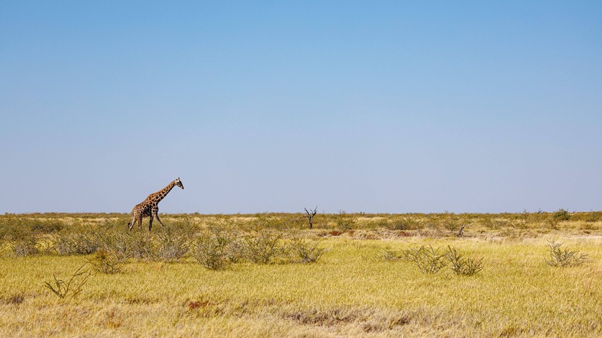 Eine Giraffe durchquert die Steppenlandschaft im Etosha Nationalpark Eine Giraffe durchquert die Steppenlandschaft im Etosha Nationalpark Etosha Nationalpark Namibia *** A giraffe crosses the steppe l ...