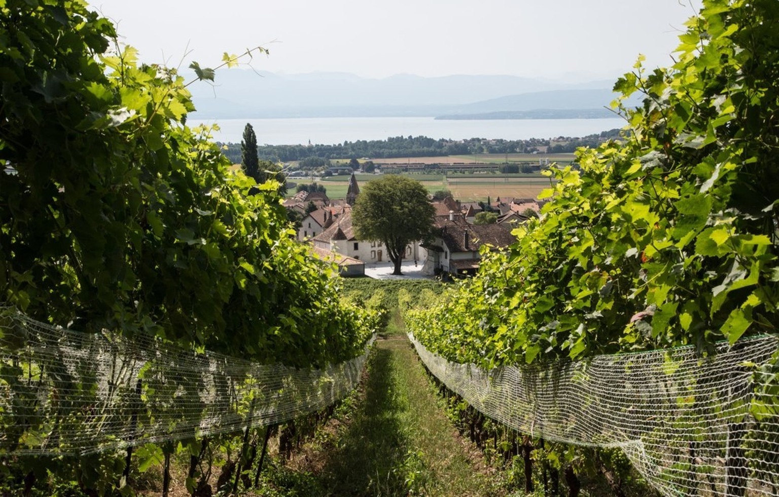 Blick über Weinberge auf Bursins, Autobahn und Genfersee: Die Heimat von Bundesrat Guy Parmelin (SVP).