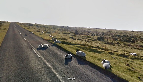 Google View Tiere