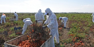 «Tomatenernte ist die schlimmste»: Migranten arbeiten wie Sklaven auf Italiens Feldern