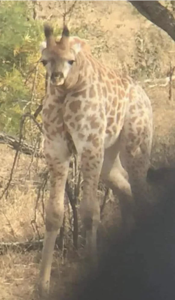 Optische Täuschung: Kurzhalsgiraffe