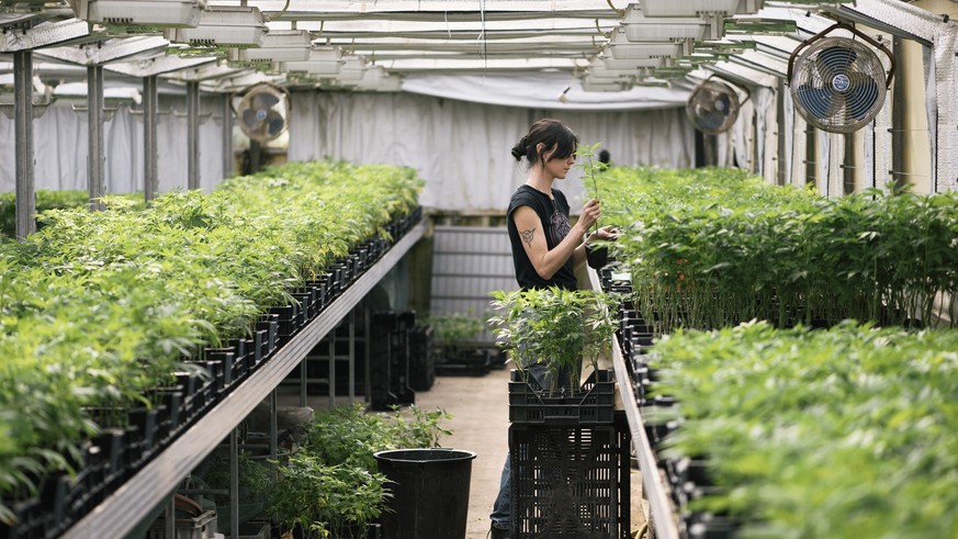 ARCHIVBILD ZUR MK DES BUNDSRATES UEBER MEDIZINALKANNABIS UND STUDIEN ZUM FREIZEITKONSUM VON KANNABIS, AM MITTWOCH, 4. JULI 2018 - A BioCan AG employee works in the greenhouse cultivating THC-poor cann ...