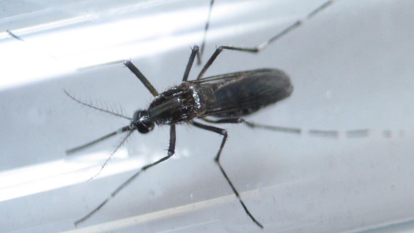 Überträger des Zika-Virus: Die Ägyptische Tigermücke.