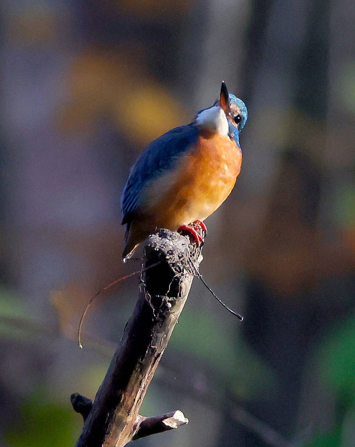 16.11.2024, Tierwelt in Muenchen, im Bild: Eisvogel *** 16 11 2024, Wildlife in Munich, in the picture kingfisher