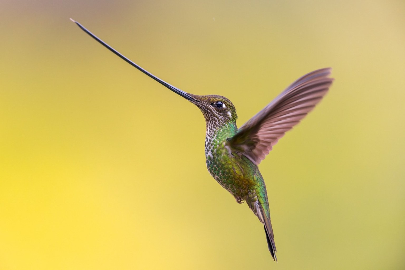 Flying sword