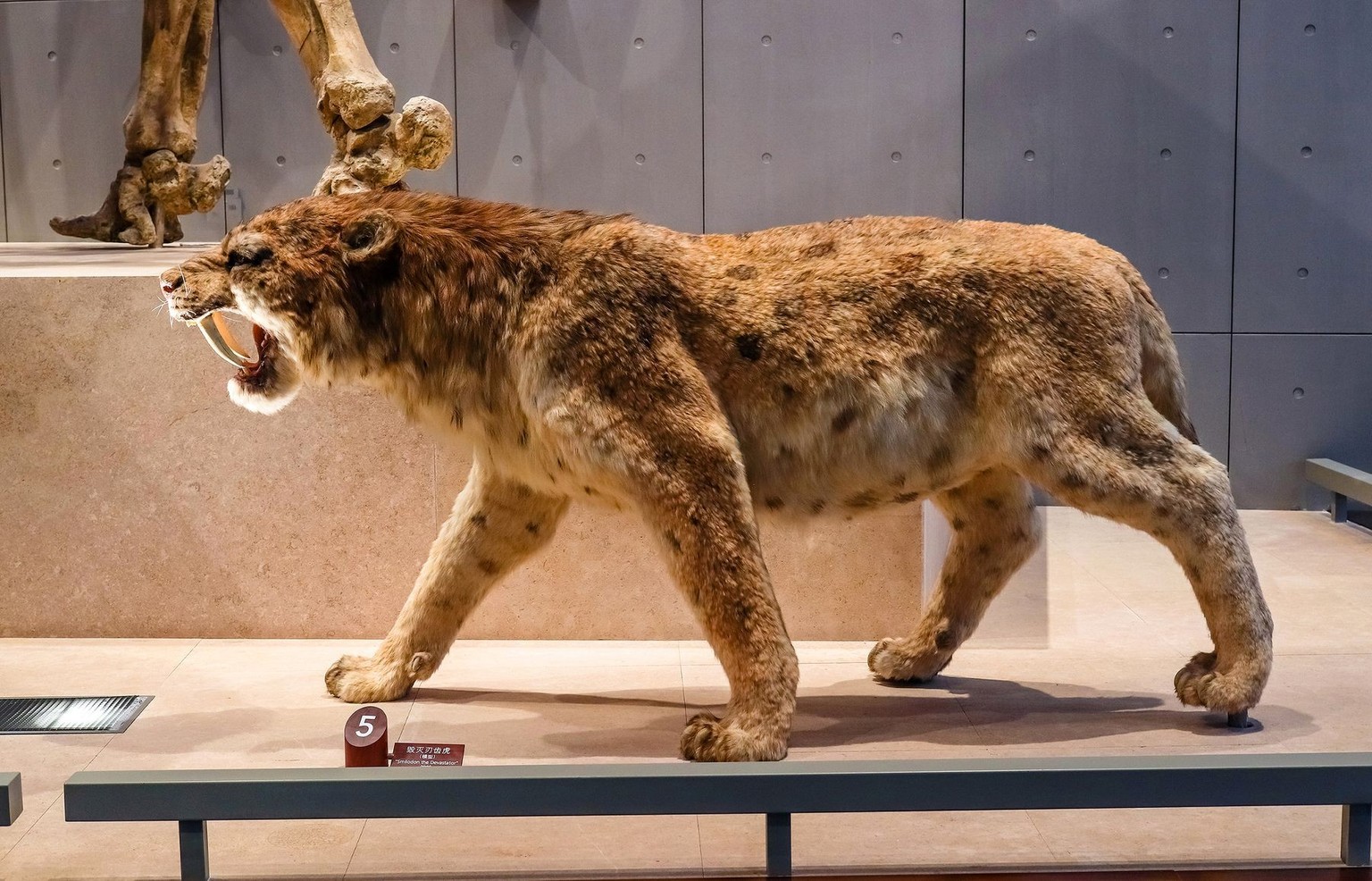 Smilodon. Säbelzahntigern begegnen wir heutzutage nur noch in Museen.
