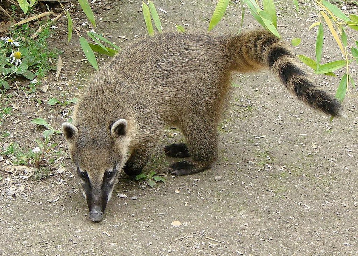 Der Nasenbär

https://imgur.com/gallery/nS7oKgK