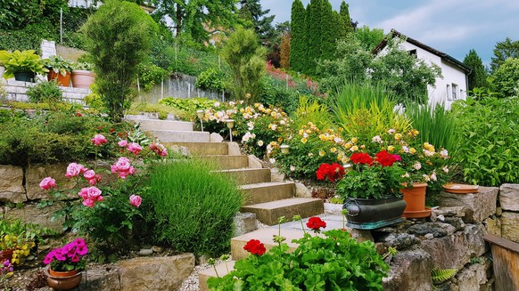Zeigt uns eure (Balkon-)Gärten!\nIch liebe meinen Garten! Er ist klein, terrassiert und liegt mitten in Schaffhausen😊
Geranien kann man einfach überwintern. Z.B. innen auf einem sonnigen Fensterbank. ...