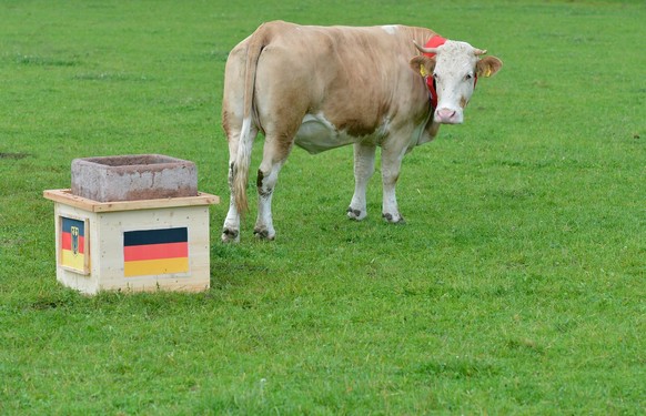 Cow Yvonne looks back to a feeding trough with the German flag while she prefered feed from a trough with a Portuguese flag, unseen, in Eichberg near Deggendorf southern Germany, Friday, June 8, 2012. ...