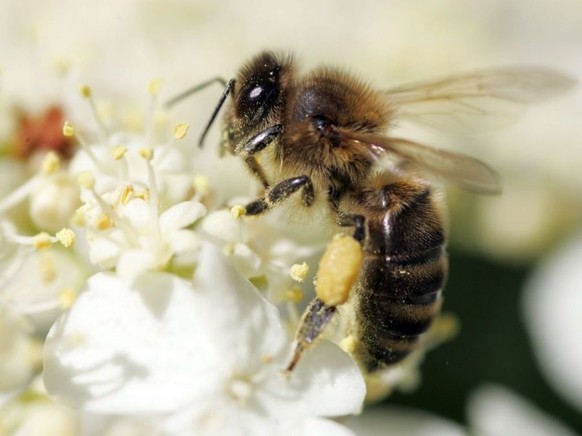 Eine Stadtbiene ist keine junge Frau im Ausgang, sondern eine Wildbiene, der es in der Stadt gef�llt. Jede vierte Schweizer Wildbienenart mag Z�rich. Hier eine Z�rcher Stadtbiene, die bereits reiche E ...