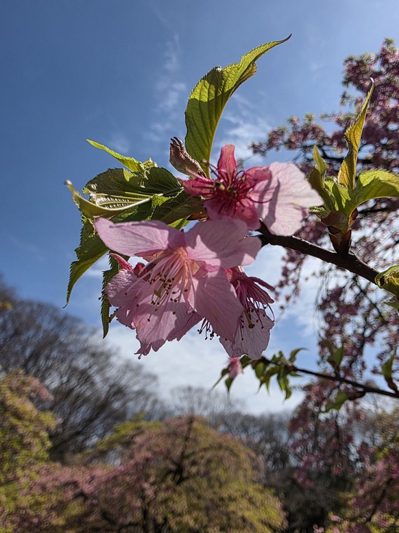 Madeleine in Japan: Handytest Samsung Galaxy s25 Pro